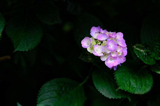 pink hydrangea in the garden