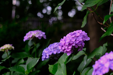 purple hydrangea in the garden