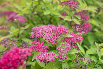 Fototapeta premium Spirea