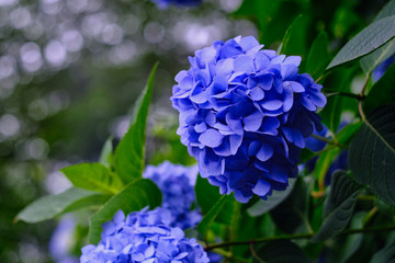blue hydrangea in the garden