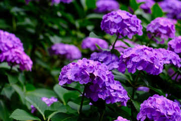 purple hydrangea in the garden