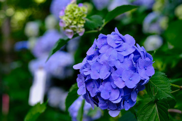 blue hydrangea flowers