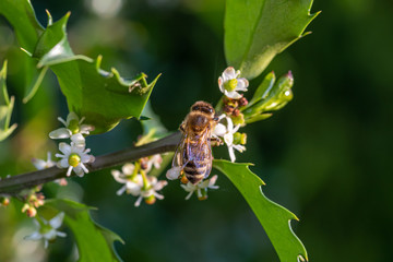 pszczoła na kwiatach krzewu  kolczastego © Henryk Niestrój
