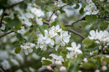 Blooming Apple tree. Branches and flowers close up