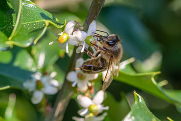 pszczoła na kwiatach krzewu  kolczastego © Henryk Niestrój