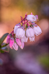 kwiaty borówki amerykańskiej na rozmytym tle © Henryk Niestrój