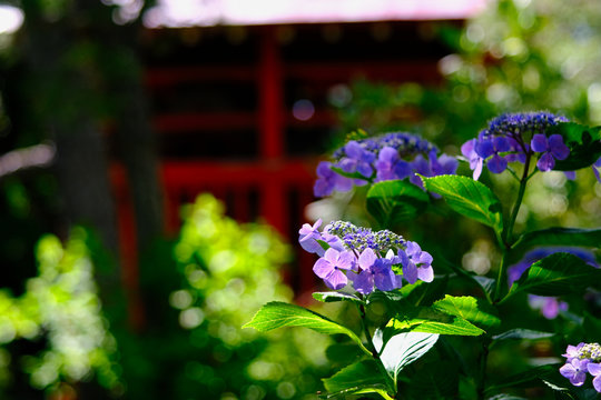 hydrangea in the garden