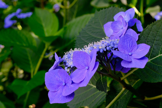 blue hydrangea flower