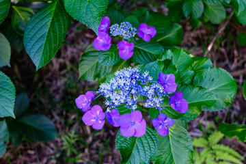 purple hydrangea in the garden