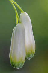 kwiaty polne i zioła rosnące w Europie © Henryk Niestrój