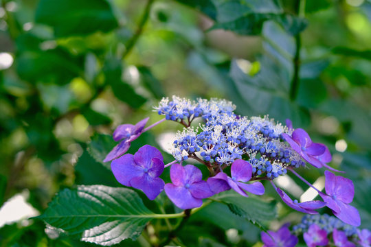 Purple hydrangea