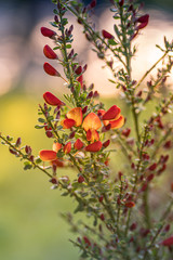 kwitnący żarnowiec lena