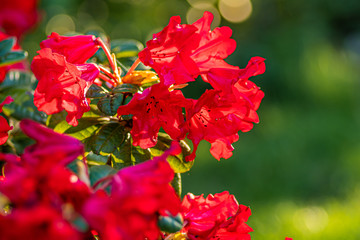 czerwone kwiaty rododendronu na rozmytym tle © Henryk Niestrój
