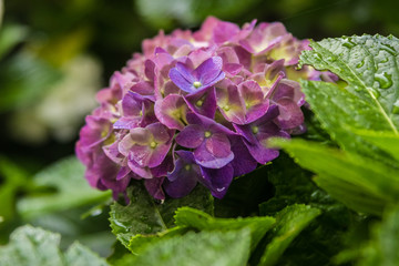 purple hortensia in the garden