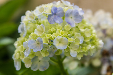 
Blooming white hydrangea serrata