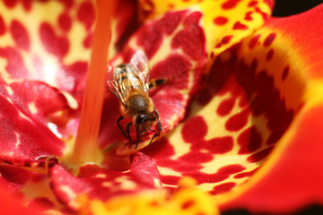 macro of a red flower