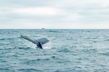 Ballena jorobada