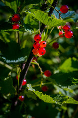 Red currant berries on shrubs