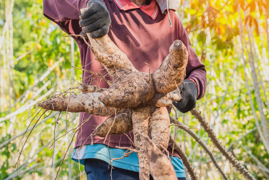 Agriculture is harvesting tapioca from cassava farms.