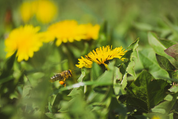 Flying bee with pollen on her legs