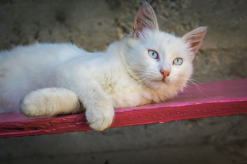 White cat on pink bench