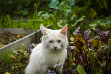 White playful cat outdoor