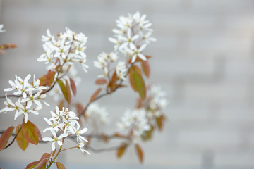 White delicate flowers,
white inflorescences of flowers on a blurry brick background