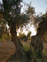 Amanecer en el campo de olivas