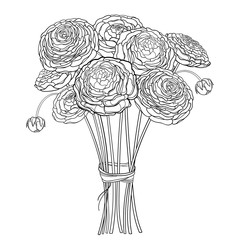 Bouquet with outline Ranunculus or Buttercup flower and ornate bud in black isolated on white background. 