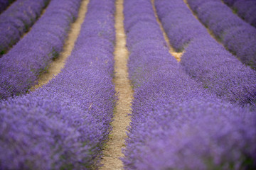 Naklejka na ściany i meble Full Frame Shot Of Lavender On Field
