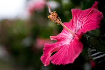 pink hibiscus in nature