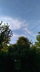 trees and sky