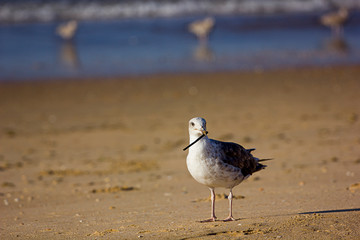 seagull with stick in its beak