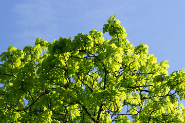 Green fresh just blossomed leaves of a chestnut tree, treetops in front of a blue sky