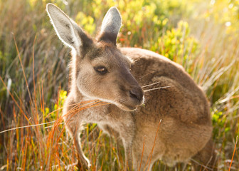 Fototapeta premium Kangaroo in the grass, Australia