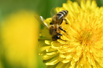Bee collects pollen from a yellow flowering dandelion