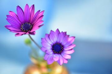 purple daisy flower