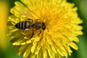 Macrophotography of bee polinating yellow dandelion in blossom 