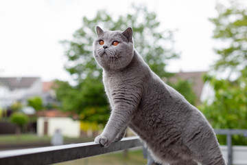 Blue British Shorthair cat on a white table with geranium flowers, on the street, on the balcony, in the daytime. Spring or summer time. Selective focus. 