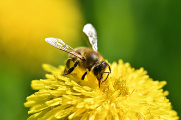 Honey bee flies on blooming dandelion and collecting pollen macro