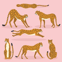 Collection of cute hand drawn cheetahs on pink background, standing, stretching, running and walking. Flat vector illustration