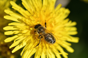 Macrophotography of bee polinating yellow dandelion in blossom 