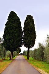 Fototapeta na wymiar caratteristica strada di campagna toscana con cipressi e alberi di ulivo nel comune di Greve in Chianti in provincia di Firenze in Italia