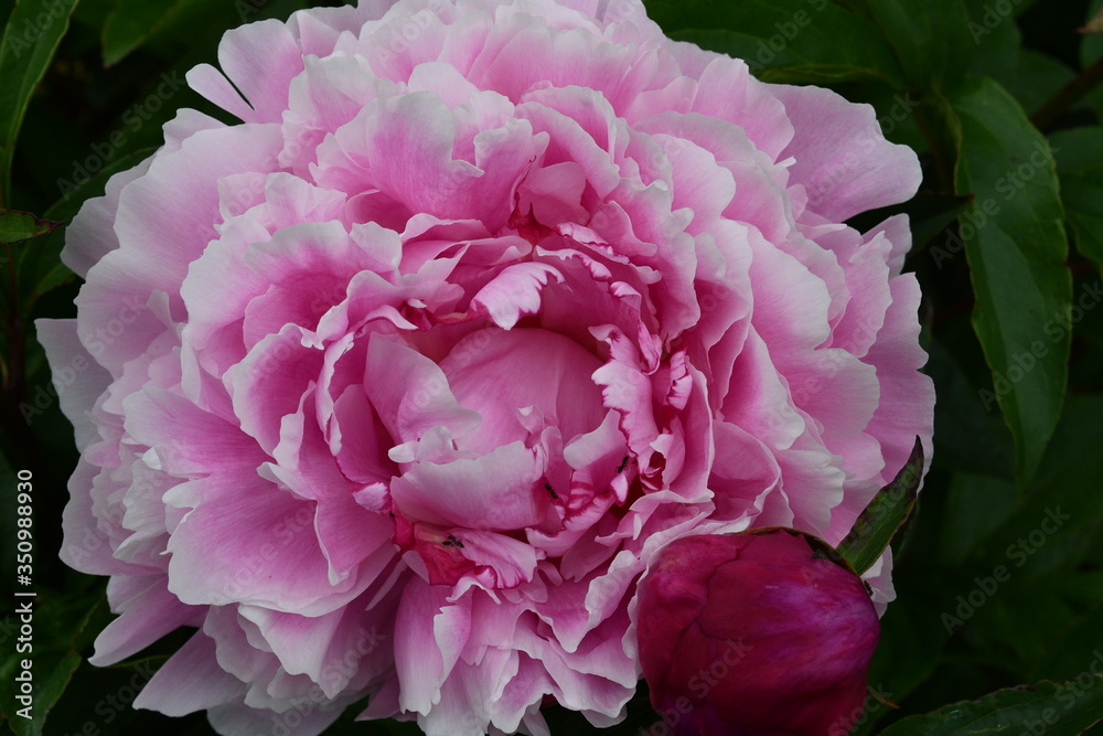 Poster Peony Bloom