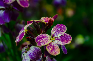 Violets flowers bloom in the spring forest.