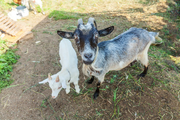 Cute goat relaxing in ranch farm in summer day. Domestic goats grazing in pasture and chewing, countryside background. Goat in natural eco farm growing to give milk and cheese.
