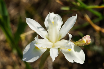 Overview of white Barbary nut flower - Gynandriris sisyrinchium