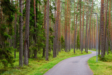 Obraz premium Bike path in a beautiful pine forest, Vosu village, Lahemaa nature Park, Estonia