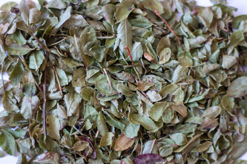 Dried blueberry leaves for making tea