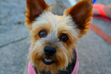Retrato de perro de raza yorkshire, mascota noble, animal canino con grandes ojos y pelaje de color café